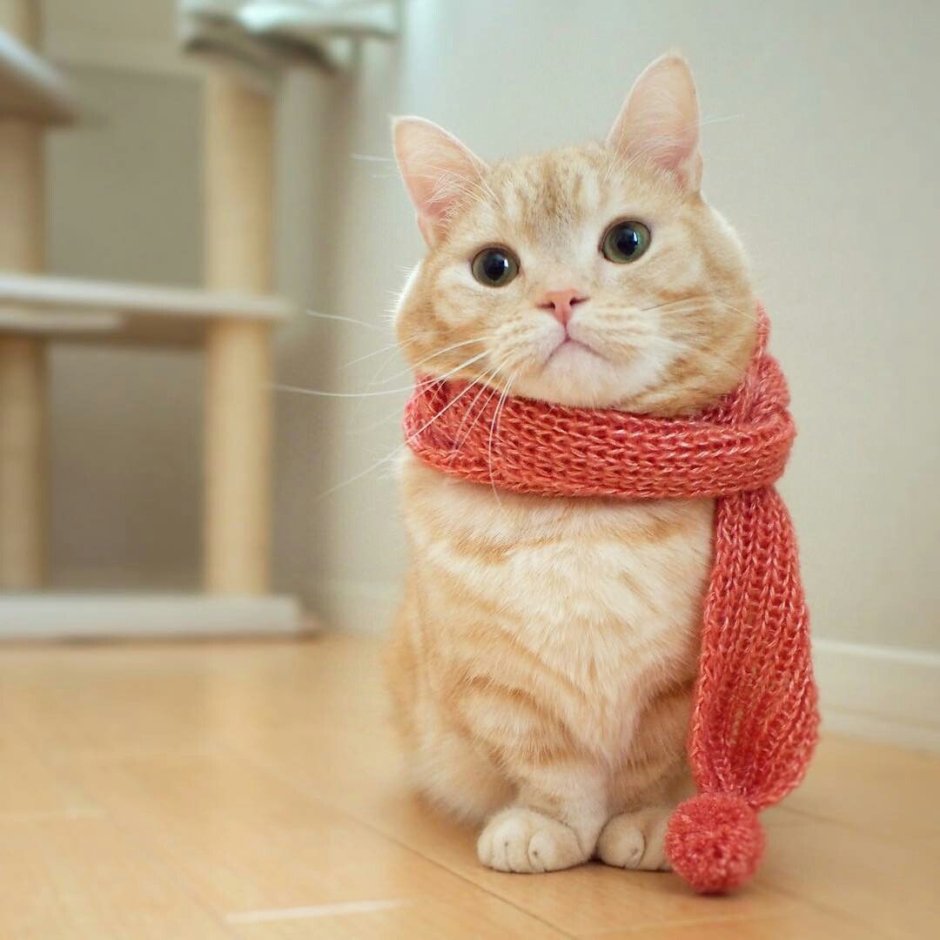 Манчкин кот рыжий