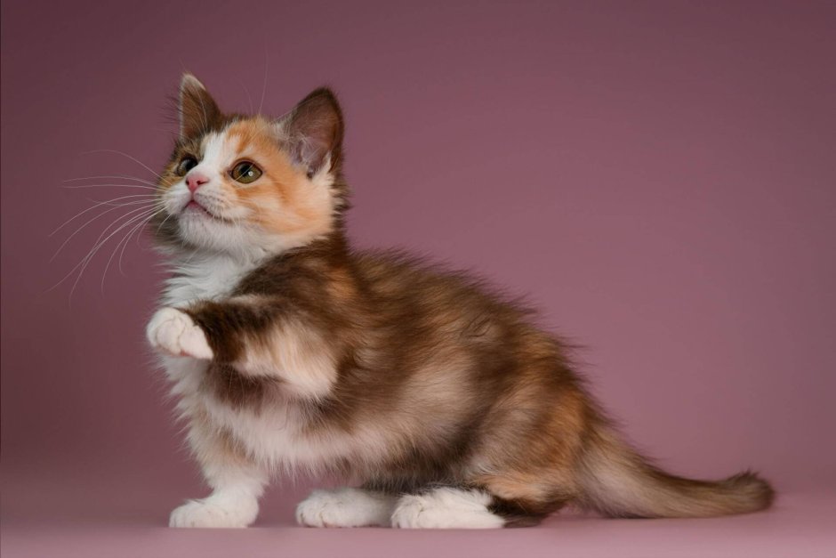 Коты породы Манчкин