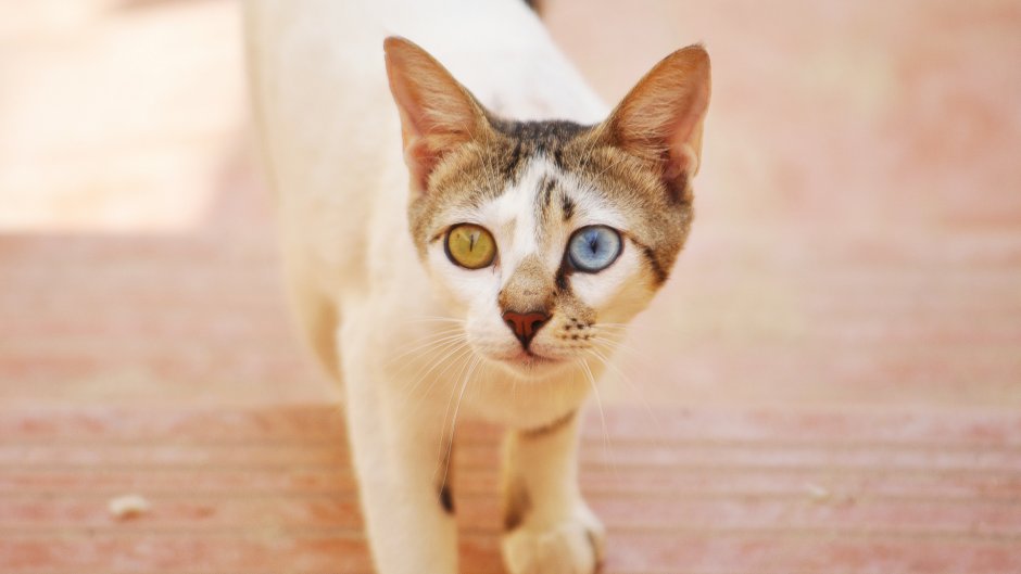 Коты пшеничного цвета