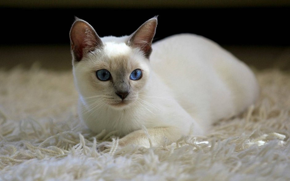 Абиссинская Саванна кошка