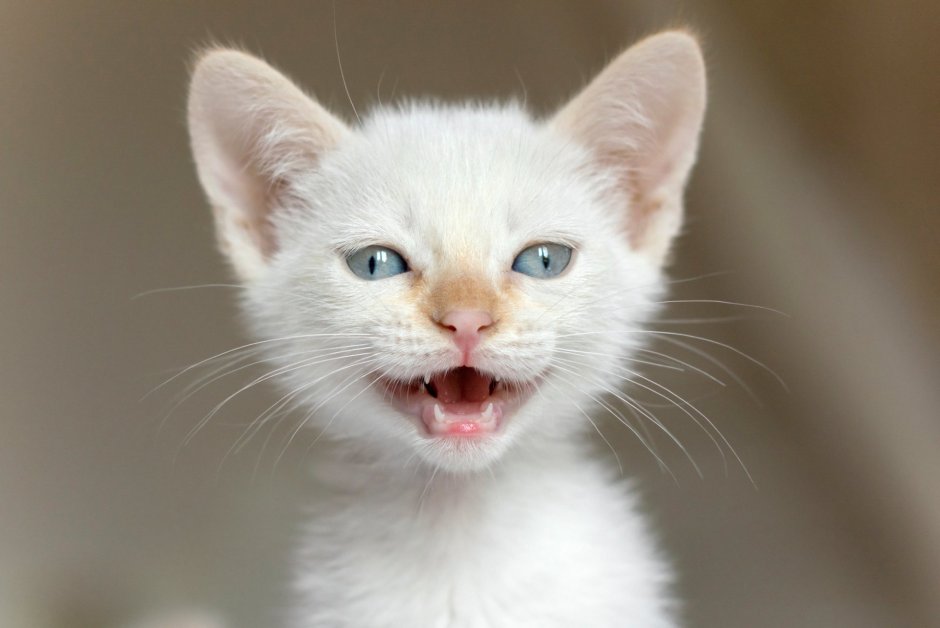 Абиссинская кошка