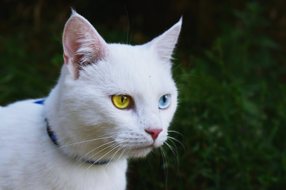 Гетерохромия у кошек