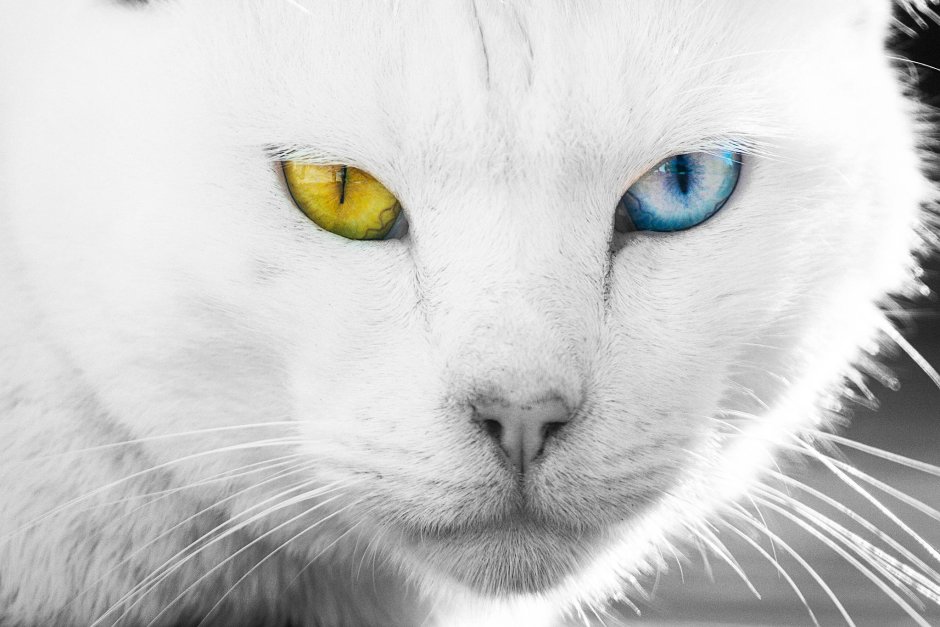 Кот гетерохромия
