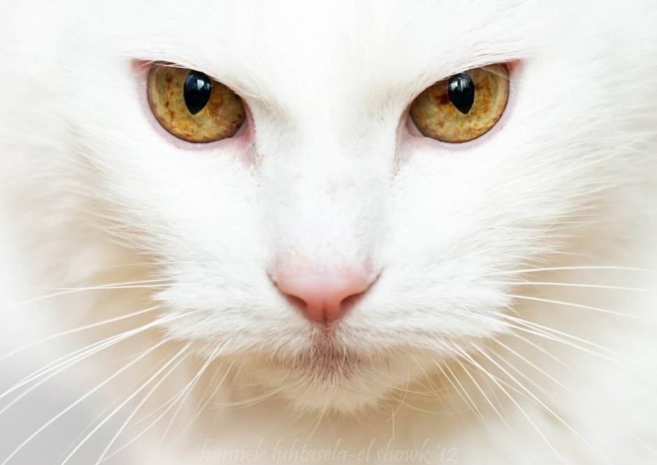Глухая кошка