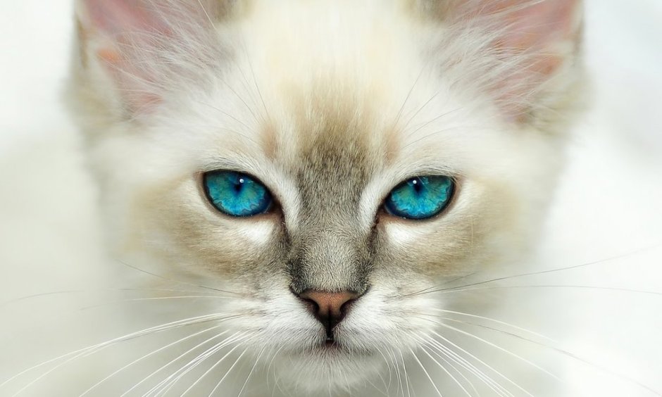 Коты Близнецы
