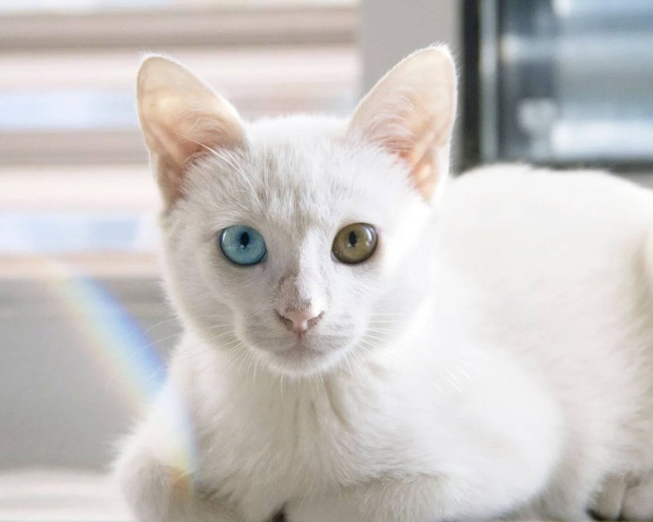 Кошка белая