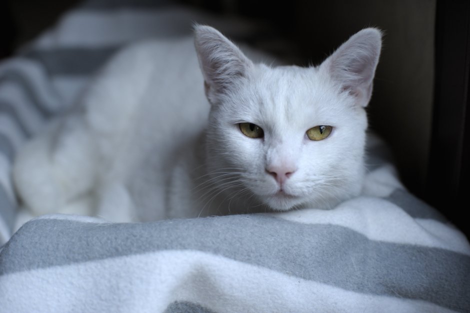 Абиссинская кошка