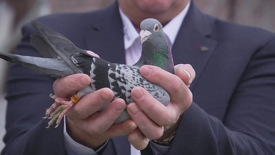 Columba Vitiensis