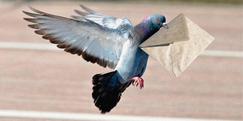 Гоночный голубь Армандо