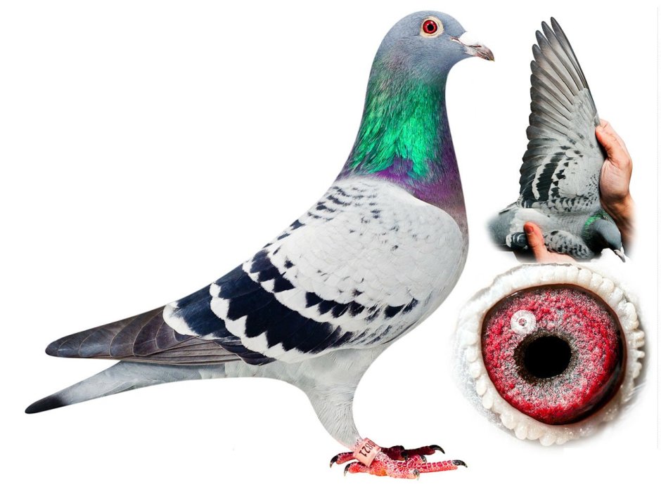 The remarkable Pigeon
