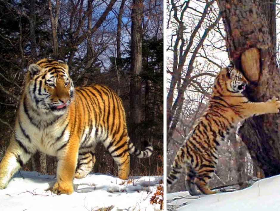 Королевский гепард