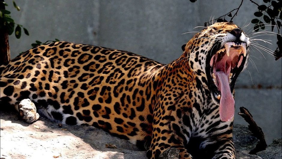 Ягуар Panthera onca