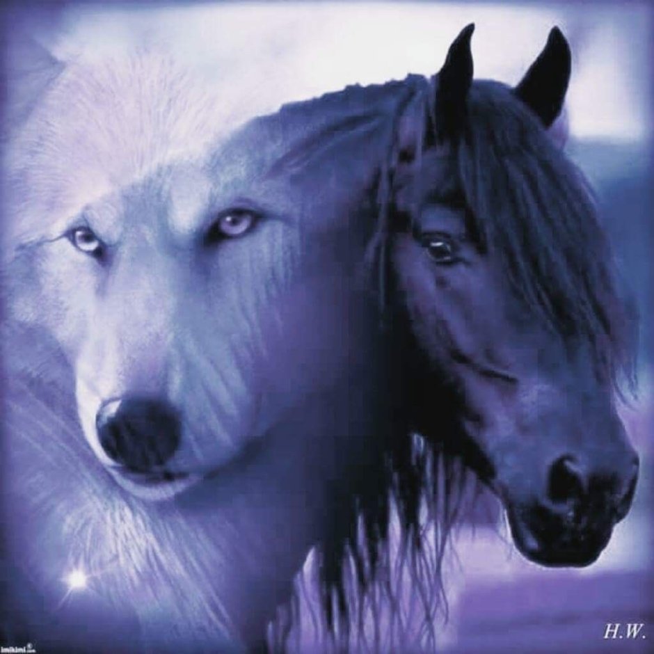 Keeltheequine-keel keeltheequine-Horse+canine+equine+mammal+cervid+Equid-31e2e89e5300471ecc6485367ea362d2 tag vaginal_Penetratio