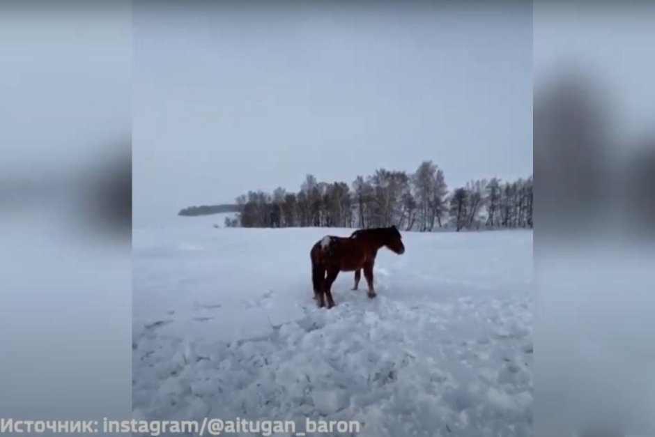 Фрейя Аллан