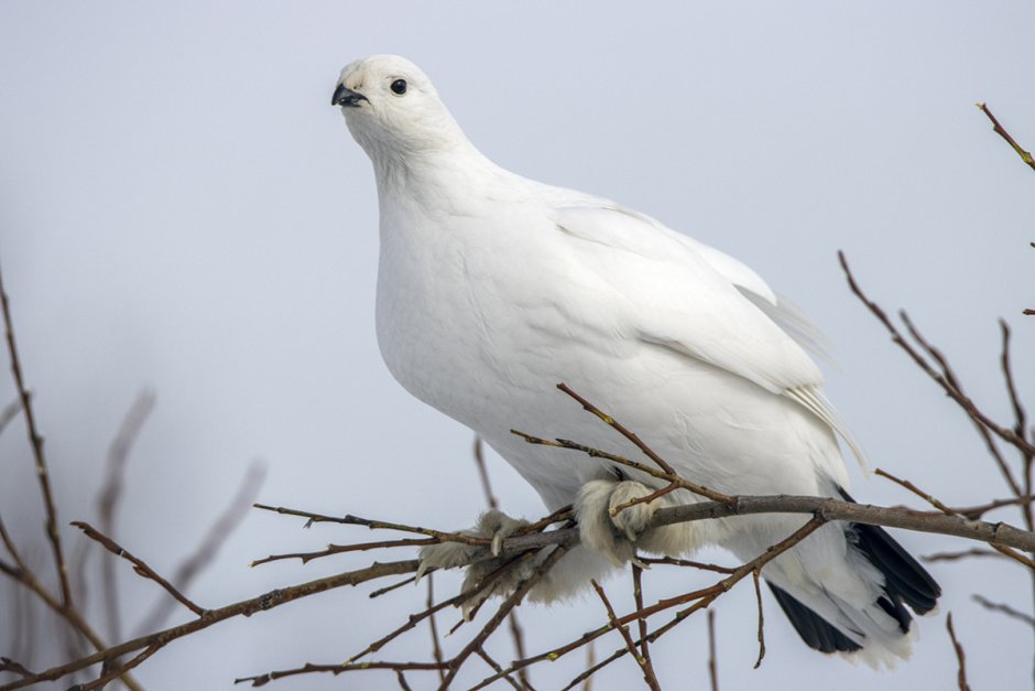 Белая куропатка (lagopus lagopus)