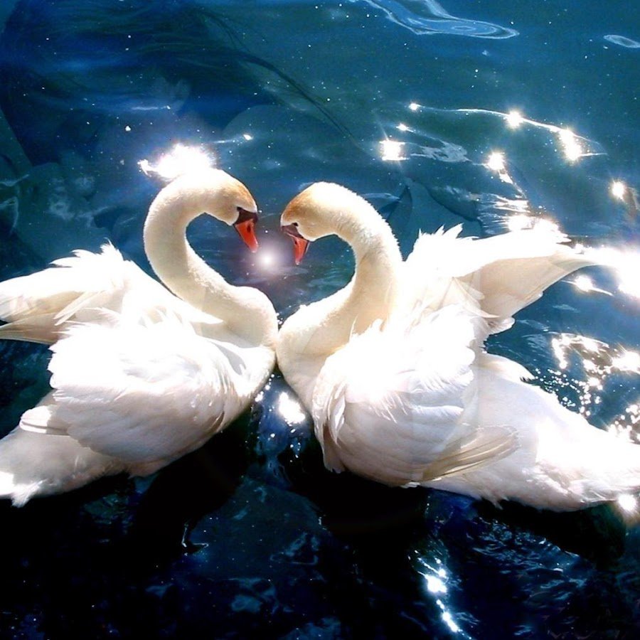 Пара лебедей