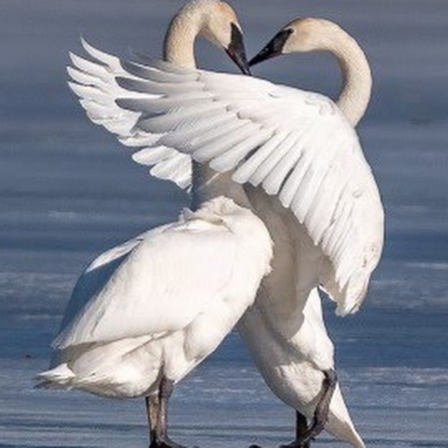 Влюбленные лебеди