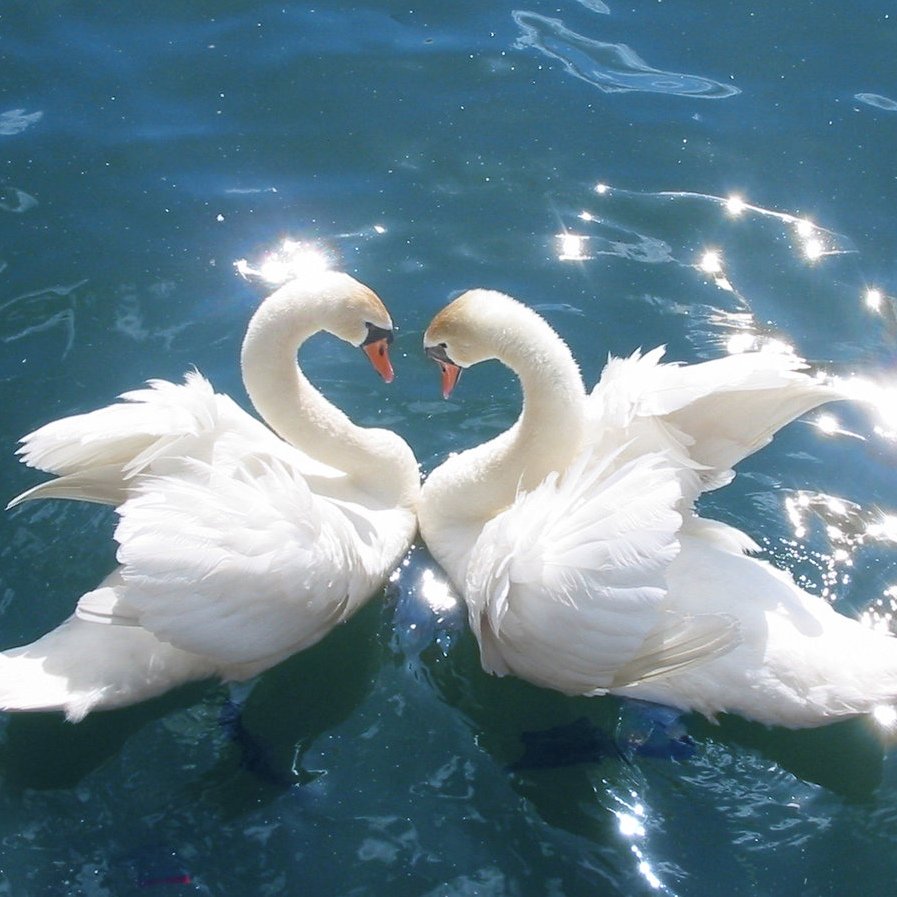 Любовь и лебеди