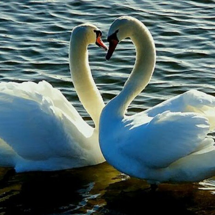 Пара лебедей