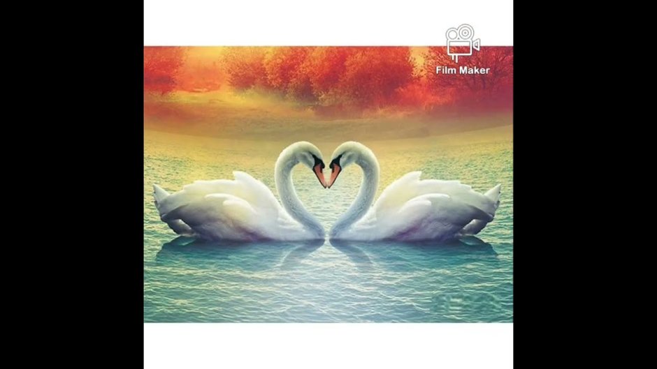 Лебеди для карты желаний