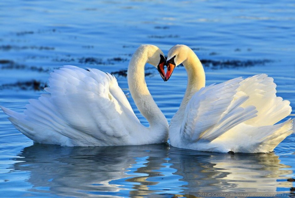 Красивые лебеди