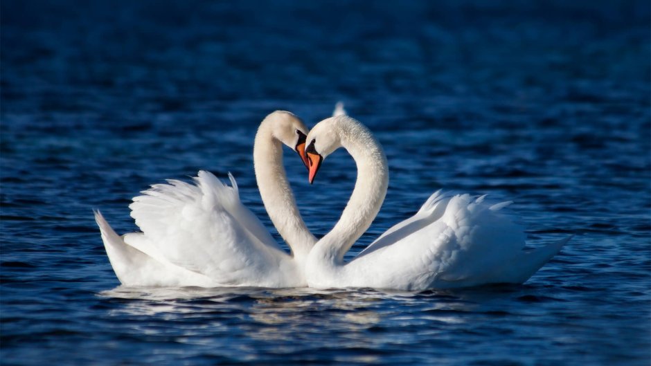 Лебеди на закате