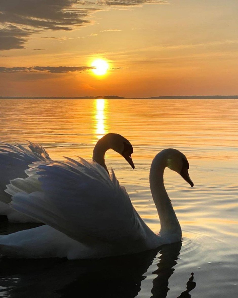 Красивые лебеди