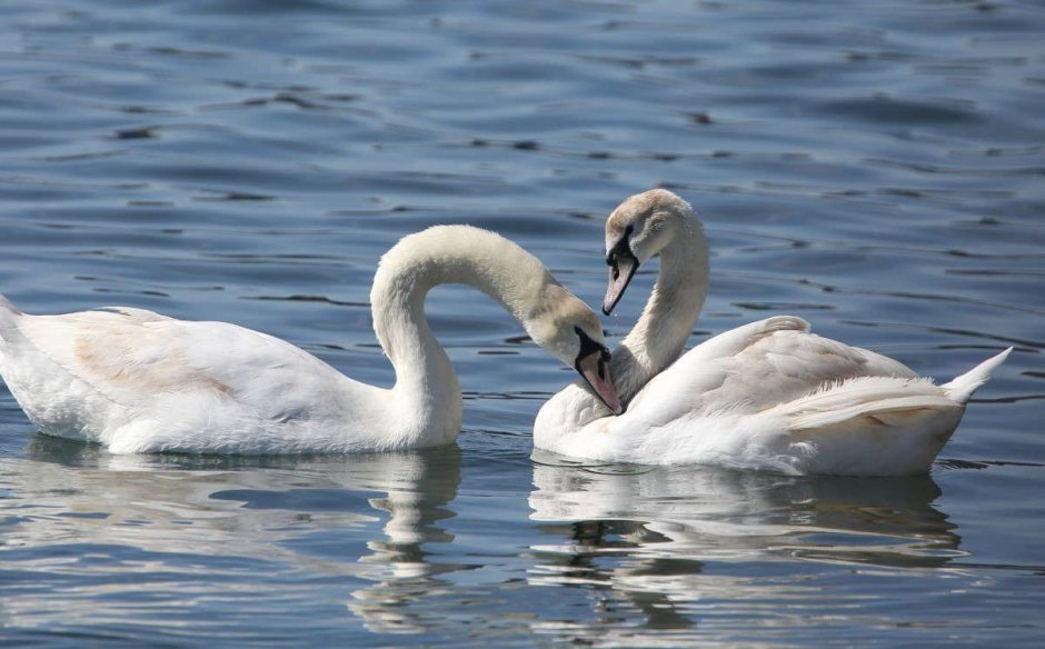 Пара лебедей