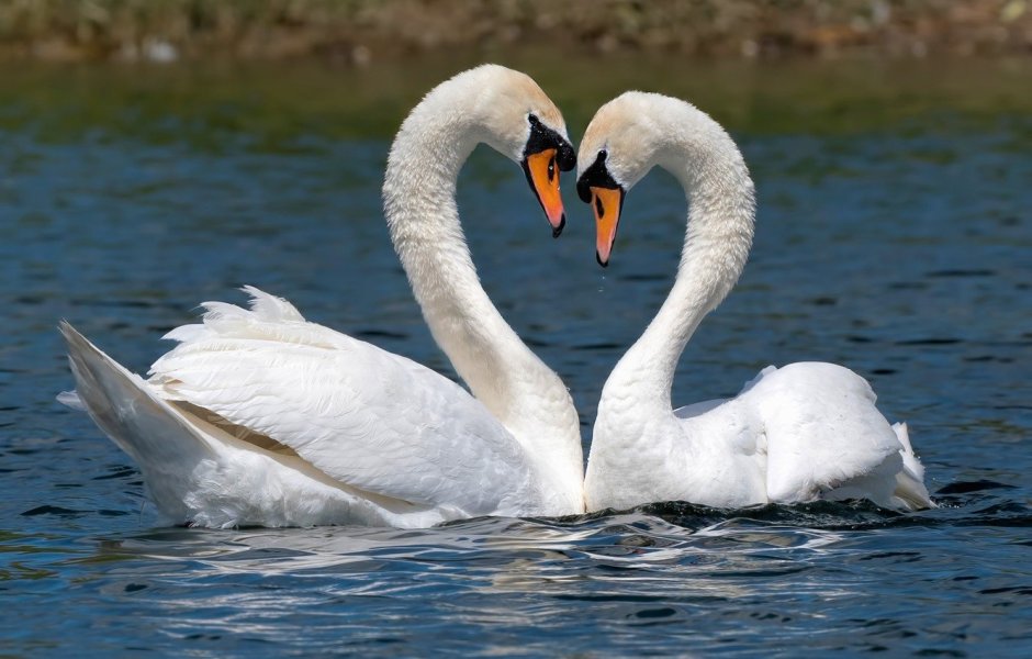 Любовь и лебеди