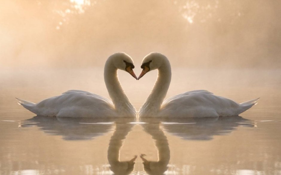 Пара лебедей