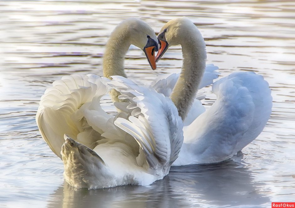 Много лебедей