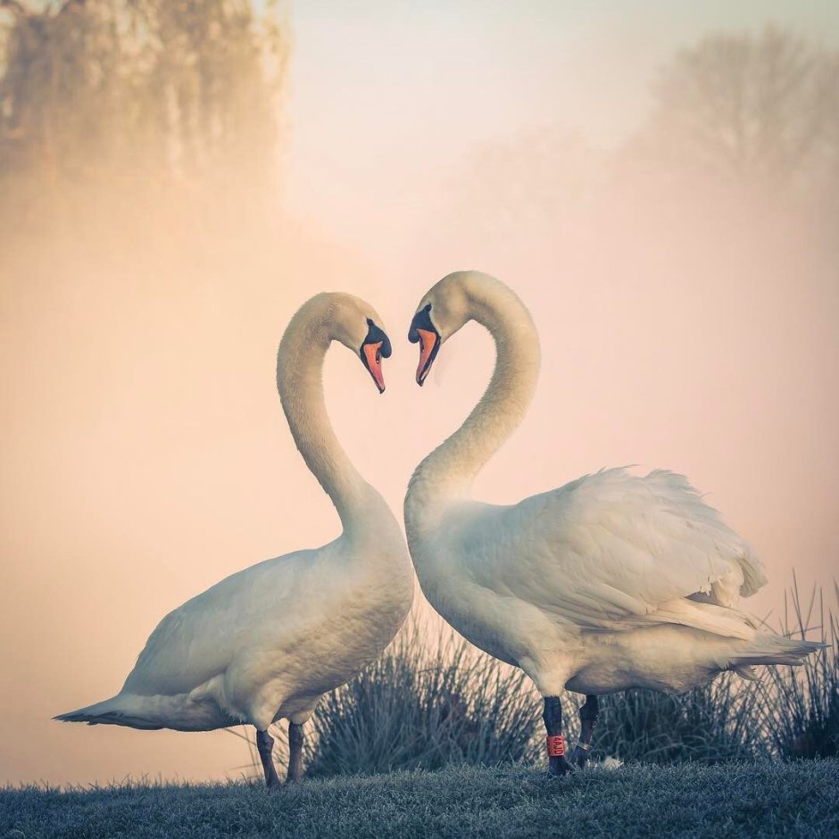 Лебеди сердце