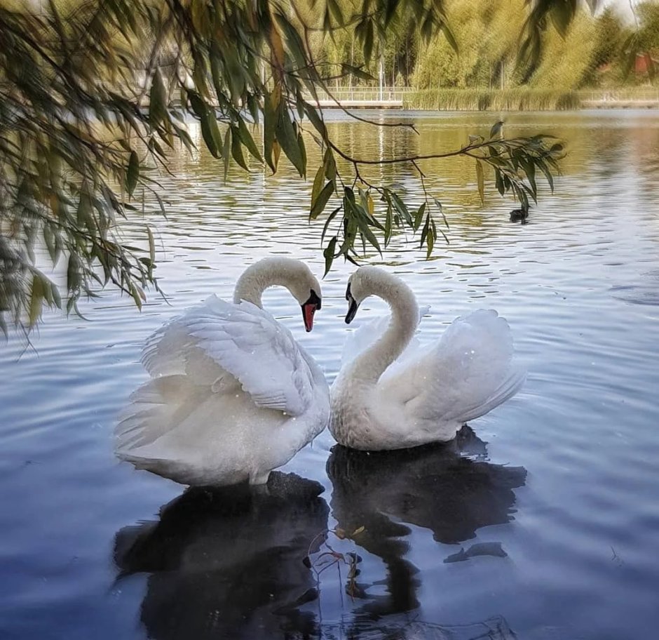 Лебедь Эстетика