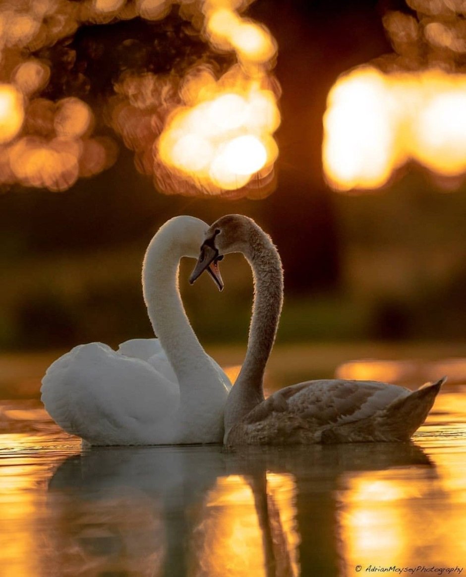 Пара лебедей