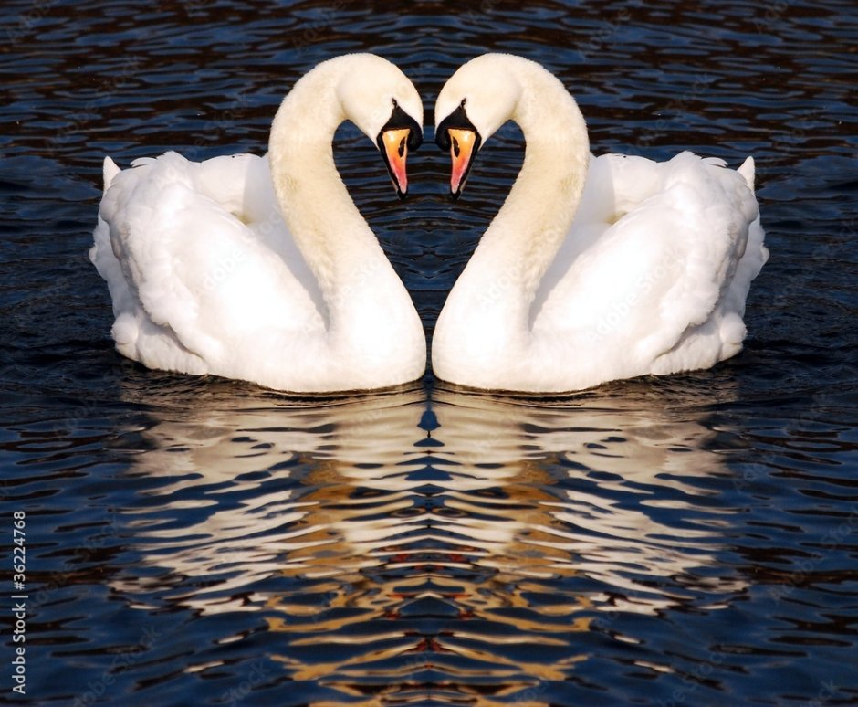 Два лебедя