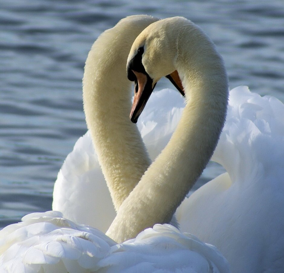 Лебеди нежные