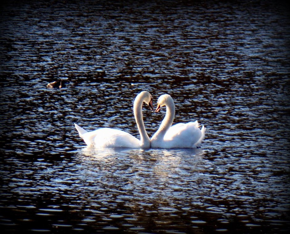 Лебеди символ верности