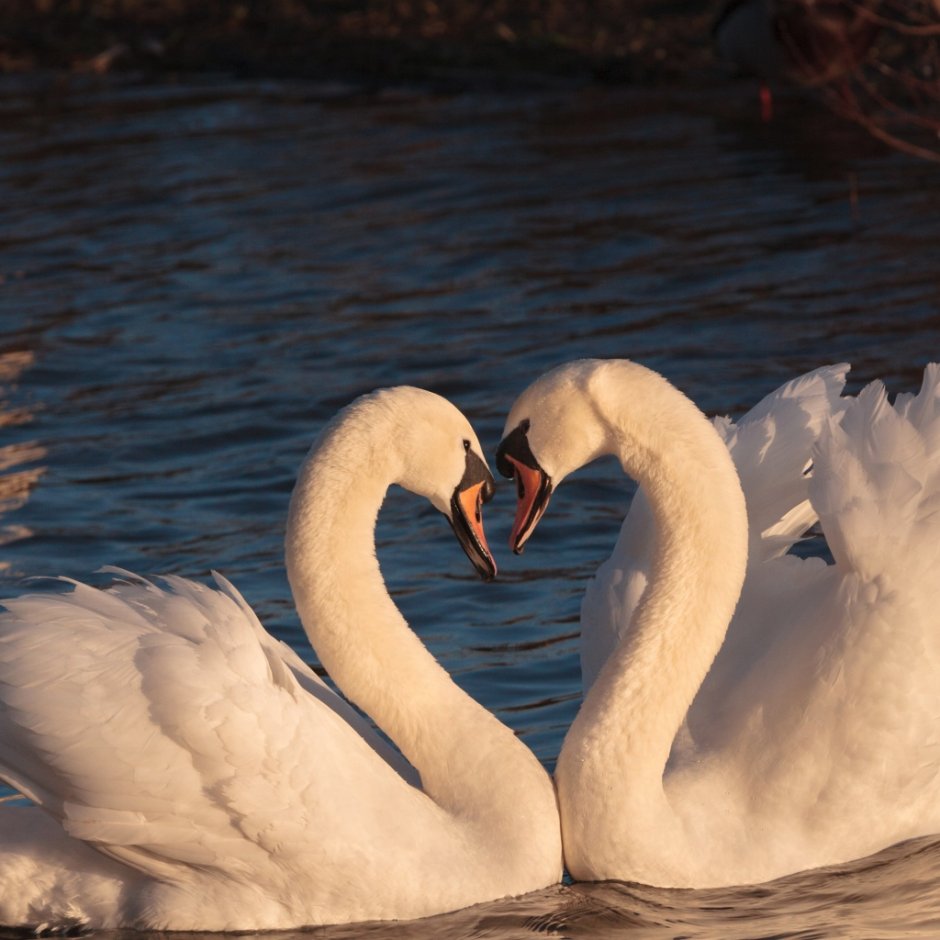 Лебединая Дружба Устинович
