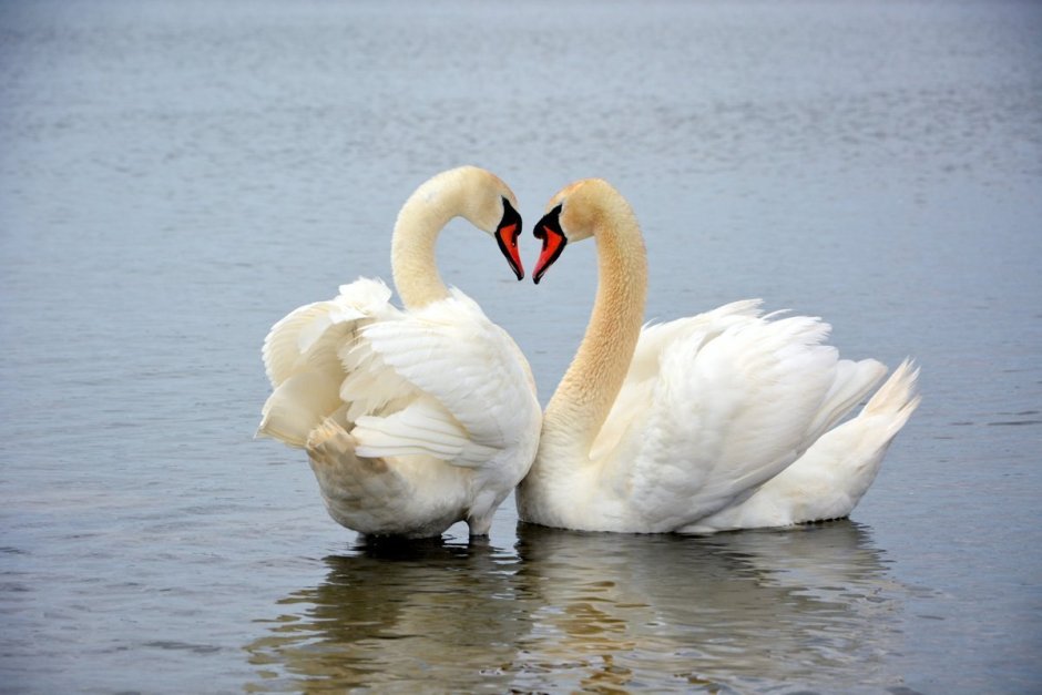 Любовь и лебеди