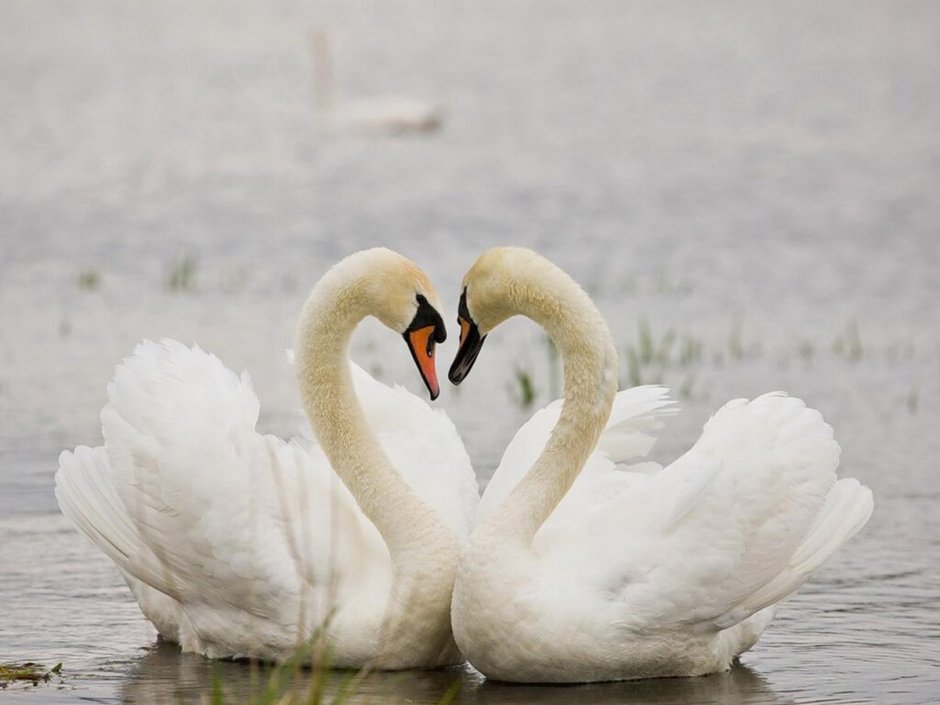 Пара лебедей на озере