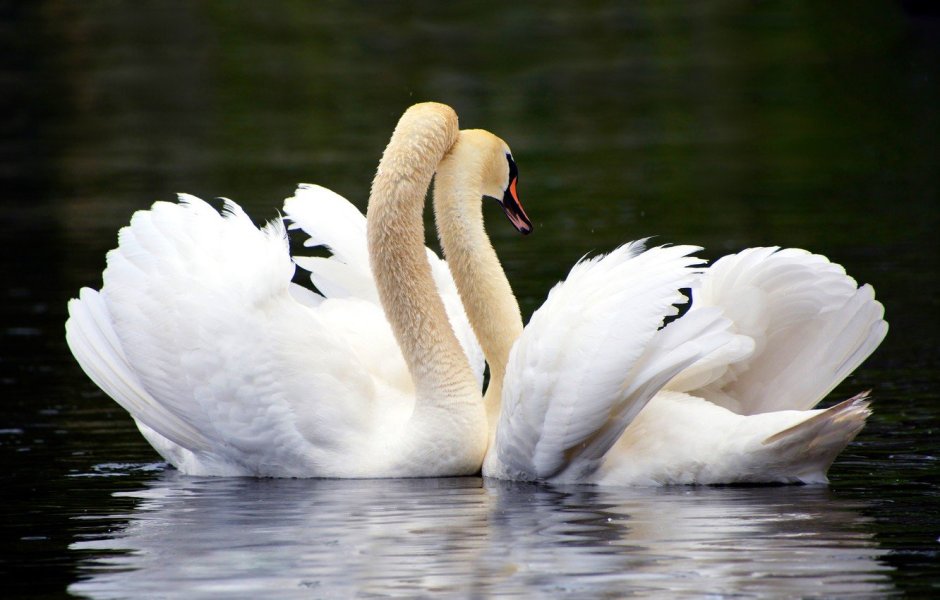Пара лебедей на пруду