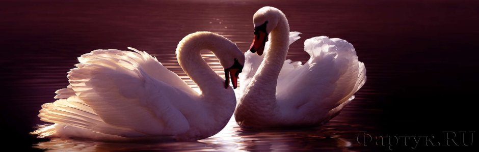 Два лебедя
