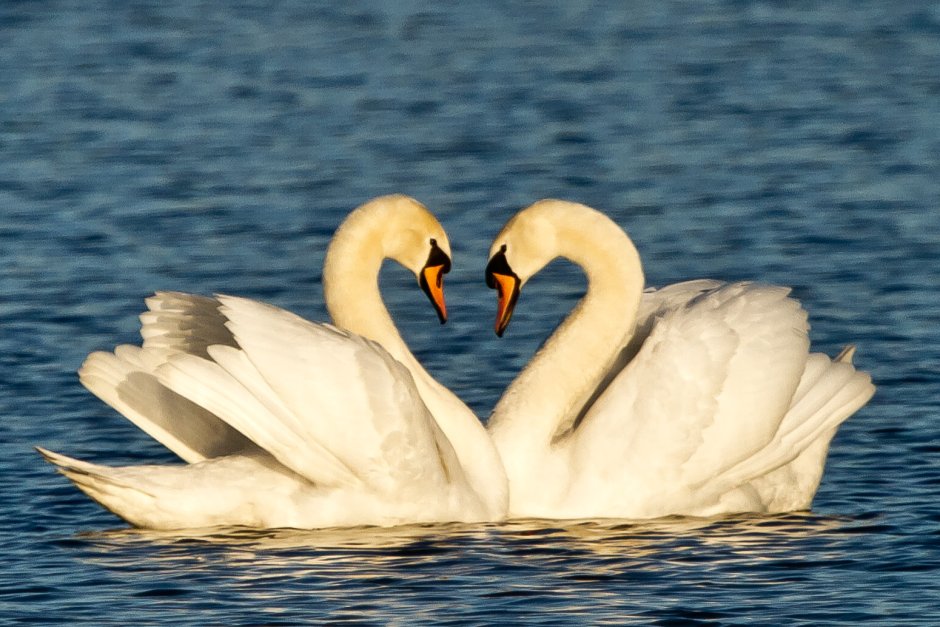 Любовные лебеди