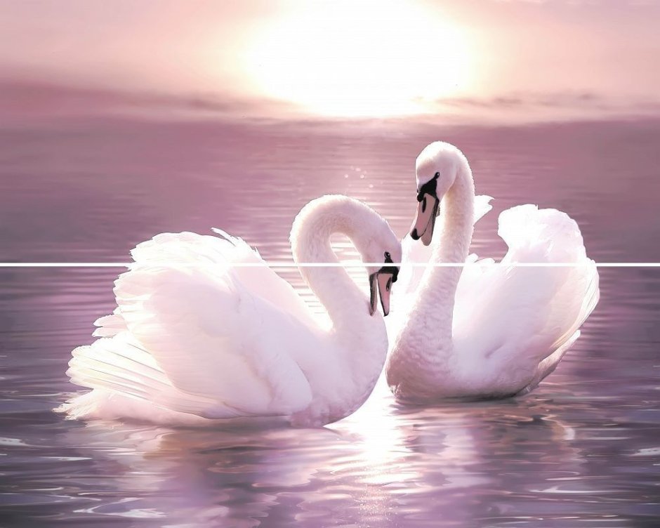 Влюбленные лебеди