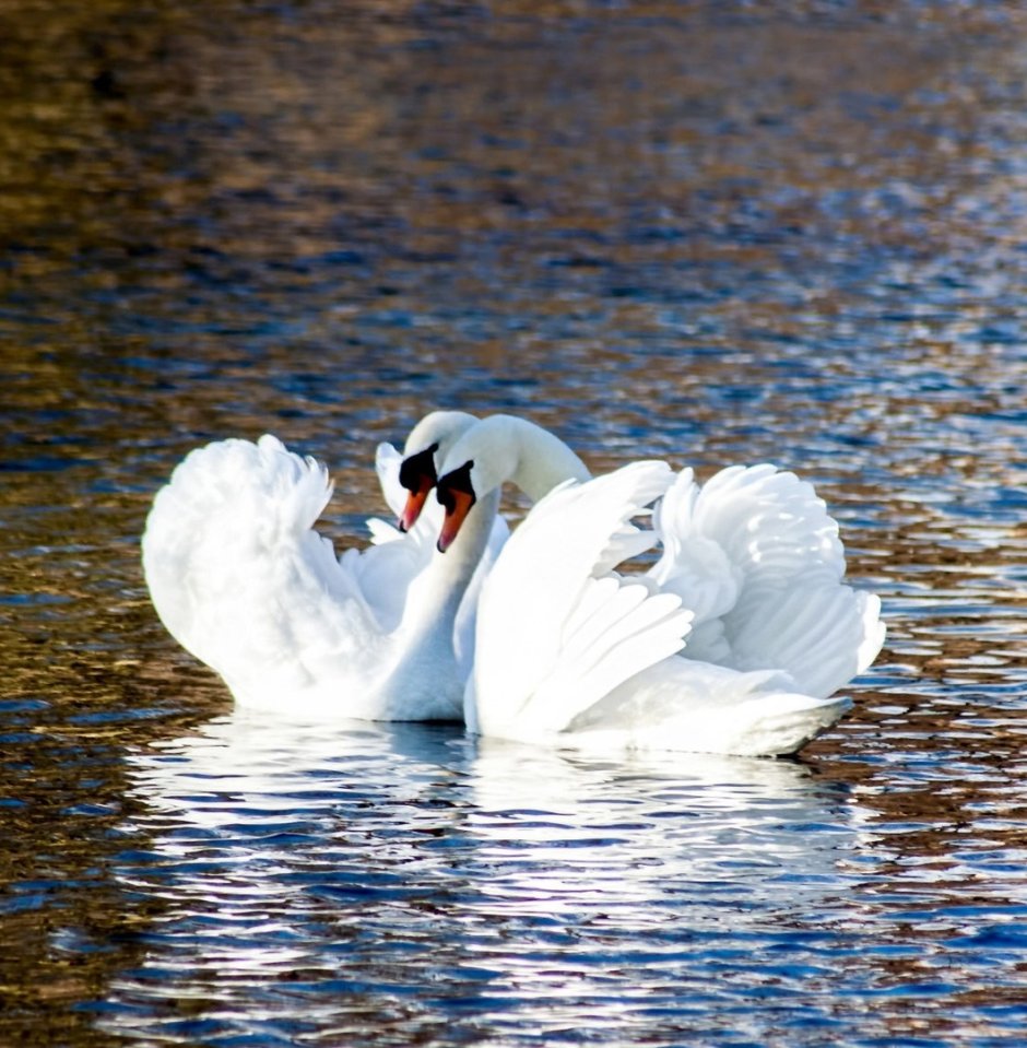 Люблю тебя лебеди