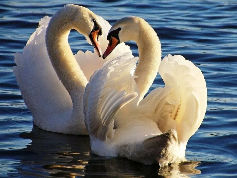 Лебеди в паре