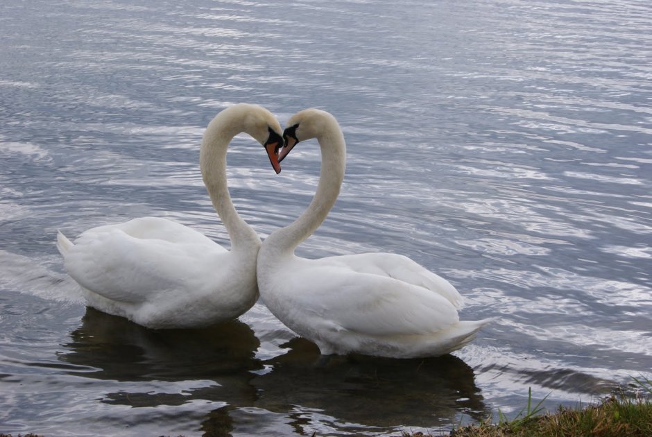 Влюбленные лебеди