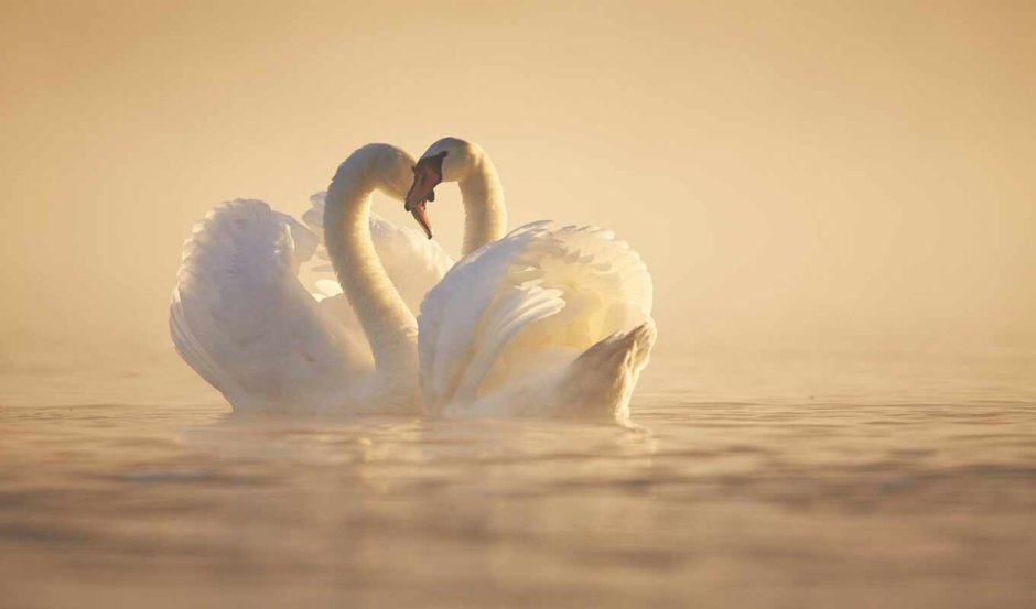 Два лебедя фото