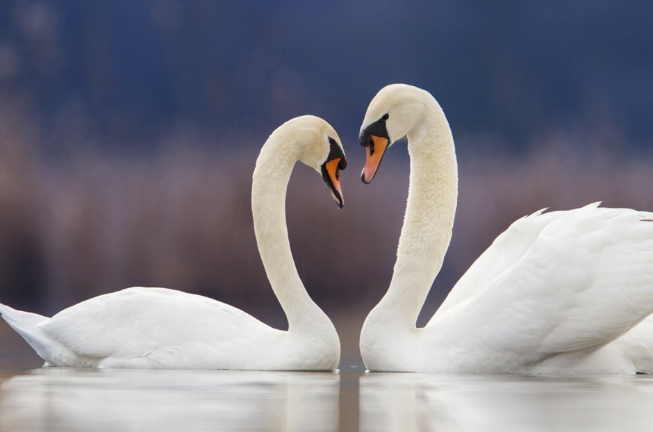 Влюбленные лебеди