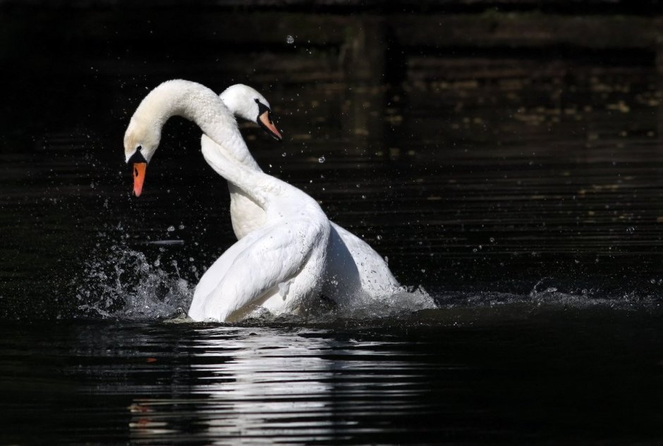 Пара лебедей
